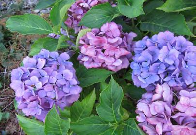 hortensia s