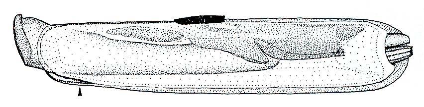 Voornaamste argumenten van von Cosel om het genus Pharus te verplaatsen van de Tellinacea naar de Solenacea : - plaatsing van de tanden - typische vorm van de voet: * lateral gecomplimeerd, * schuin