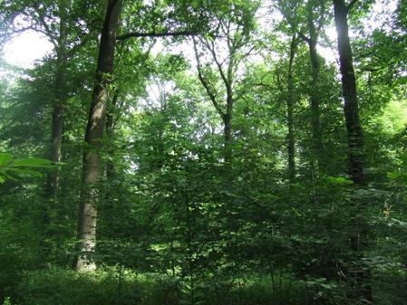 Ecologische hoofdstructuur: Meer en beter bos voor dieren (en dus ook teken) Landgebruik in