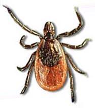 Epidemiologie van Lyme-ziekte (2014) Ziektelast (DALY) ~ 0 ~95% Chronisch ~ 1000-2500 ~ 1400