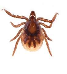 the Occurrence of Lyme Disease Cases. J Med Entomol. 2016 Jun 21.