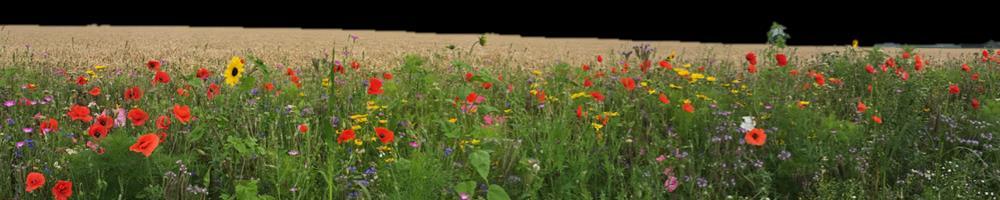 Projecten Agrarisch Natuur- en Landschapsbeheer (ANLb) Schoner Water Flevoland: bufferzones Zicht op de Bodemstructuur (ABW) Slootkant / bermmaaisel (POP3)?