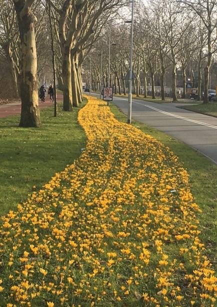 In de verschillende bermen in Zaanstad zijn het afgelopen najaar bollen geplant en is een bloemenmengsel ingezaaid.