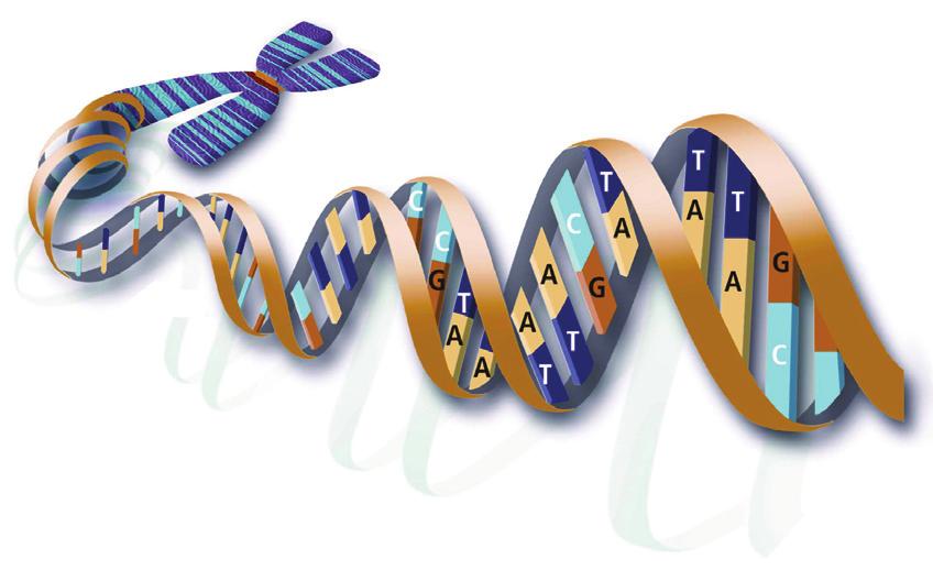 breuken in het DNA zouden tot veel te veel fouten leiden. Maar als we de factoren uitschakelen die dit proces normaal gesproken remmen, ontstaan er spontaan breuken in het DNA.