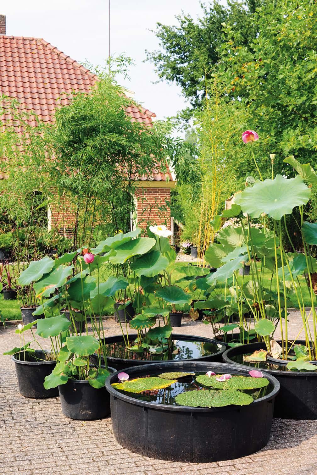 Hij is nog geen dertig, maar Bandus is zijn levenswerk. We blijven nieuwe soorten testen voor de Nederlandse bodem en de kleinere tuin. Hier staat bamboe vers uit China, Tibet en Zuid-Amerika.