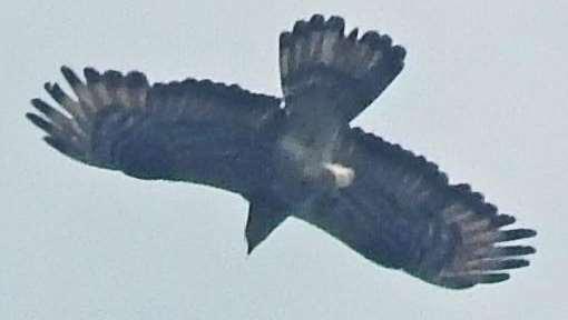 Plateaux 24 juli 2018. Het betreft hier een of meerdere licht grijze wespenraten.