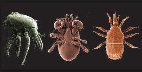 Maak schetstekeningen van de gevonden micro invertebraten en zet er de naam bij (als die bekend is) Onderstaande diertjes kunt u tegenkomen: Opdracht 6. Humus in 2 bodemtypen.