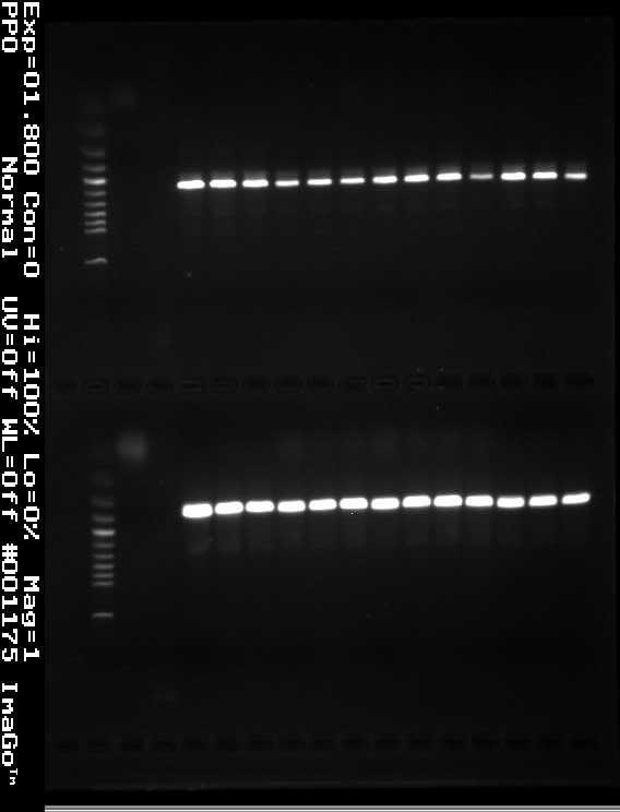 3.2.1 Genetische krkterisering Het resultt vn de PCR-toets lt zien dt het ondnks de verschillen in fenotype wel in lle gevllen Fusrium oxysporum betreft, wrvn Fusrium oxysporum f. sp.