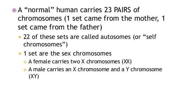 Menselijke chromosomen