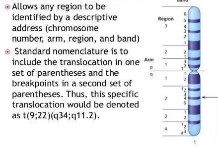 Benaming chromosoombanden