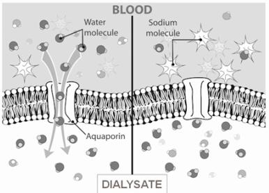 Peritoneum Natrium Dip ( Sodium Sieving ) Dialyse effectiviteit Basisonderdelen Bepaald door 3 factoren Patiënt Behandelaar Materiaal