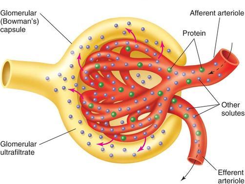 (creatinine) Afhankelijk van aantal wisselingen Ondervoede pt Onderschatting volume Overschatting Midden moleculen (ß 2 microglobuline)