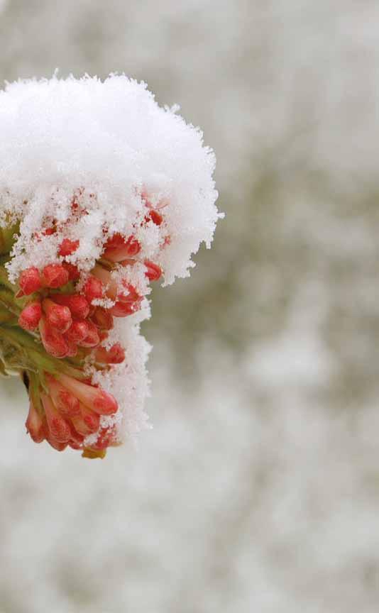 SORTIMENT minder overweldigend dan bij Forsythia. Ten slotte is de kleuraanduiding roze ook nogal optimistisch. Toegegeven, het is roze, maar wel zeer lichtroze tot witroze.