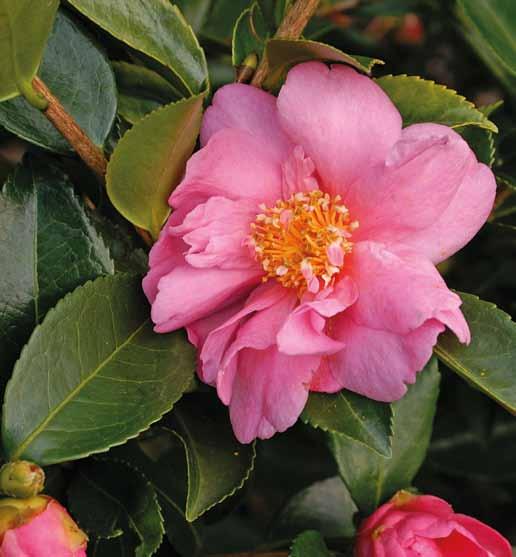 Abeliophyllum distichum Camellia 'Winter's Joy' Maar ook bij de andere Camellia is een aantal winterbloeiende cultivars die zeker de moeite waard zijn: Berenice Boddy (halfgevuld, lichtroze; januari