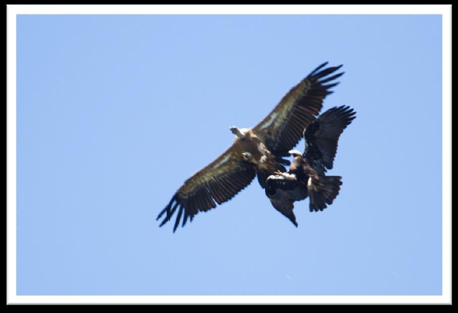 Dag 2 2-5-2013 Vandaag zijn we richting het nationale park Monfragüe gereden om de vale gieren en de keizer arend te zien, er zijn 3 gieren rotsen en op de laatste zou ook de Spaanse