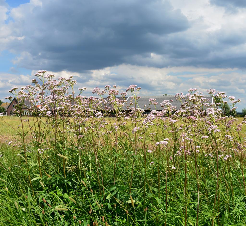 functionele agrobiodiversiteit in de melkveehouderij: ontwikkeling van KPI s veehouderijconcepten voor de 21e eeuw.