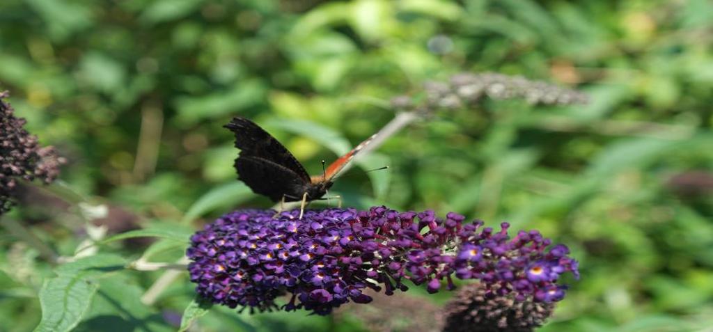 insect met een kop-borststukachterlijf.