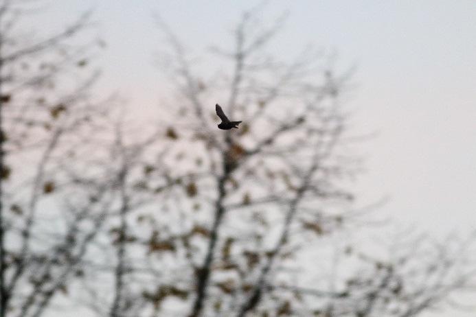 Aangezien de visie vooral gericht is op de inrichting van het openbaar gebied, en niet op de bebouwing, is er bij het soortgericht onderzoek naar vleermuizen alleen gekeken naar de aanwezigheid van