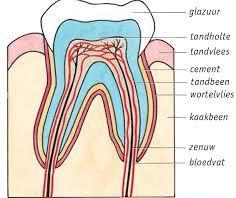 verteringssappen 7. Het gebit De bouw van het gebit Tanden en kiezen noem je gebitselementen kroon wortel Kiezen hebben een knobbelige bovenkant.