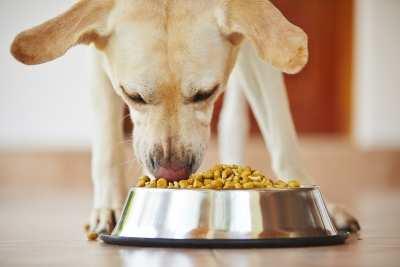 1. WAAROM VERDEDIGT EEN HOND ZIJN ETEN? Het is heel normaal dat een hond het eten of speelgoed dat hij heeft, graag zelf wil houden.