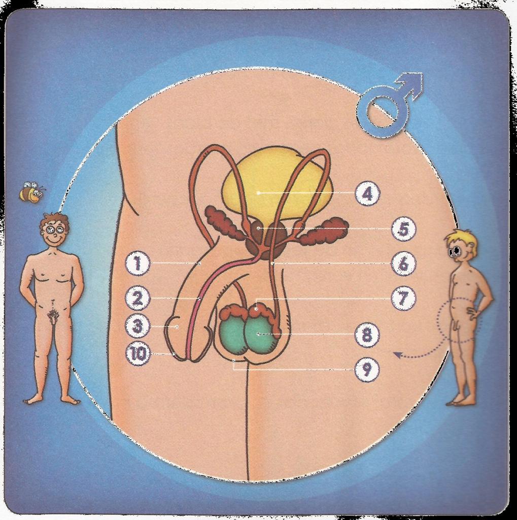 De mannelijke geslachtsorganen. Uitwendige geslachtsorganen Inwendige geslachtsorganen Geen geslachtsorgaan 1. De penis 2. De urineleider 3.