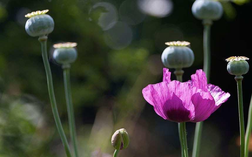 Opiaten (heroïne) De groep met een opiaathulpvraag wordt ouder: 55-plussers 23% Dat zijn ruim 2.200 55-plussers waarvan er 185 ouder zijn dan 65 jaar.