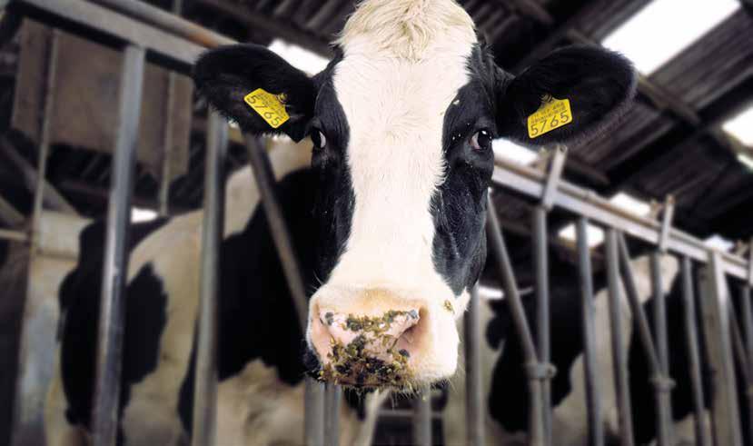 NIEUW De gezondheid van je veestapel verhogen Met het inkuilmiddel Bonsilage Fit kan het echt! Als melkveehouder streef je naar het verbeteren van de gezondheid van je veestapel.