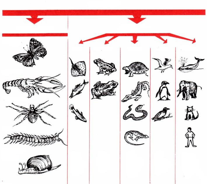 1. Soorten soorten dieren Er zijn heel veel soorten dieren. Van die dieren kun je groepen maken. Zo kun je een groep maken met de naam vissen. Een andere groep zijn alle vogels.
