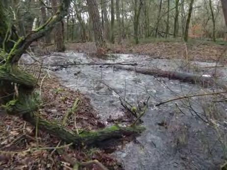 Ecologische effecten droogte 1.