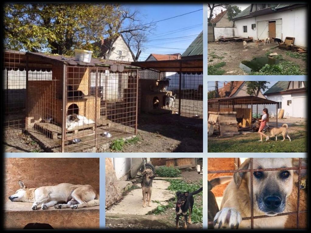 -10- In augustus 2016 en oktober 2016 hebben wij, tijdens ons werkbezoek aan Roemenië, ook Thea's Furry Friends Sanctuary bezocht, waar we hartelijk werden ontvangen door Emilia, Tudor en Thea.