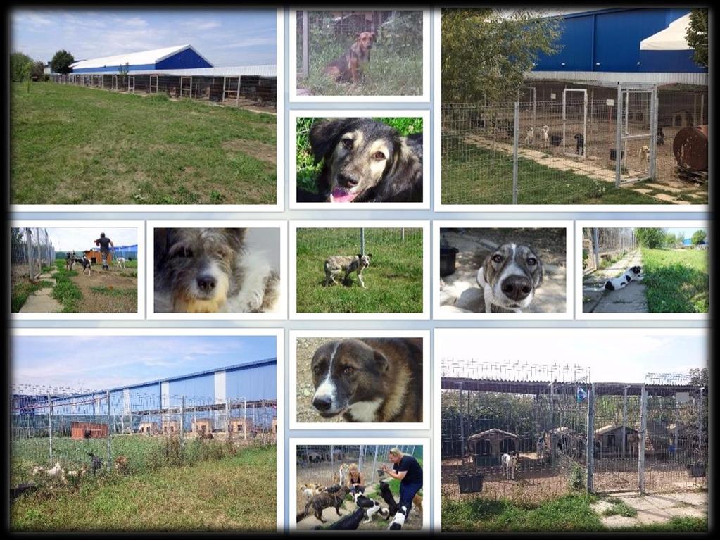-9- Een fotoverslag van elk van deze werkbezoeken is te vinden op de website van Happy Dogs of Romania: http://www.happy-dogs-of-romania.nl/werkreizen/.