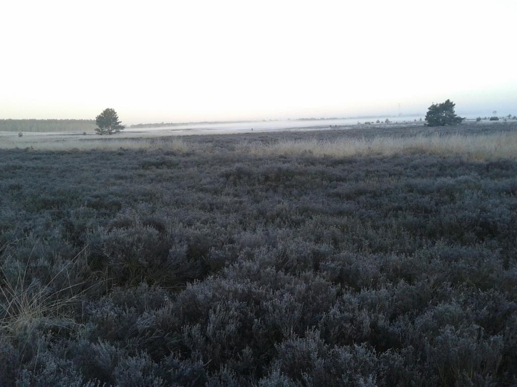 Broedvogels van Rozendaal en de Terletse Heide in 2015 1. Inleiding Voor de evaluatie van het beheer in natuurgebieden laat Staatsbosbeheer jaarlijks een deel van haar gebieden inventariseren.