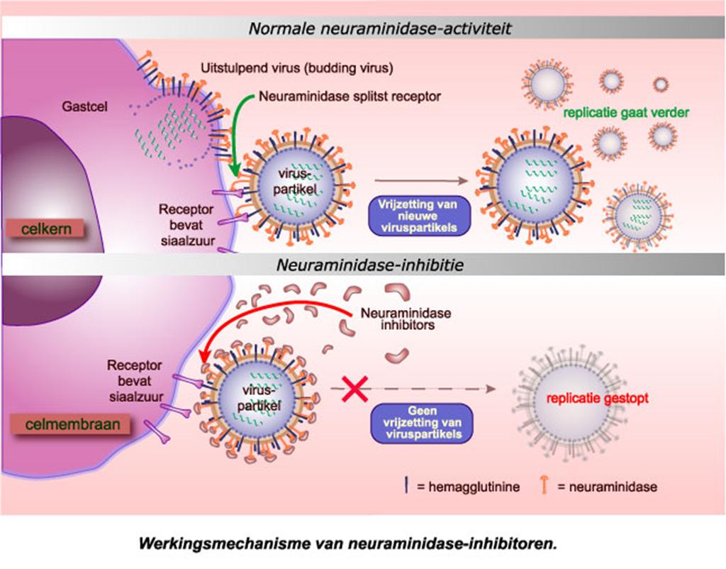 Introduc5e werkingsmechanisme Neuraminidaseremmers: - Oseltamivir -