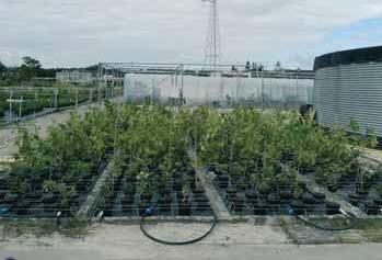 Autochtoon plantmateriaal Screening zouttolerantie bomen De laatste jaren wordt het aanplanten van autochtoon materiaal meer en meer gepromoot in het buitengebied.