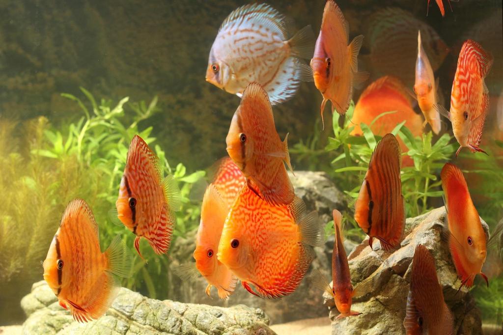 Als ik naar de detailhandel kijk dan zie ik dat de detailhandel gezonde discusvissen krijgt. Het vervelende is dat de meeste aquariumspeciaalzaken discusvissen een lastig product vinden.