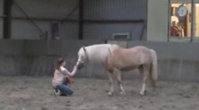 Het paard merkt onmiddellijk dat er een belemmering zit en reageert hier op. Durf jij de uitdaging aan?