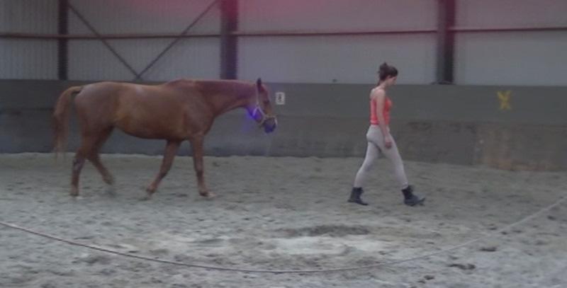 Wil jij leren borstelen, manen trekken, staart pluizen en nog veel meer?