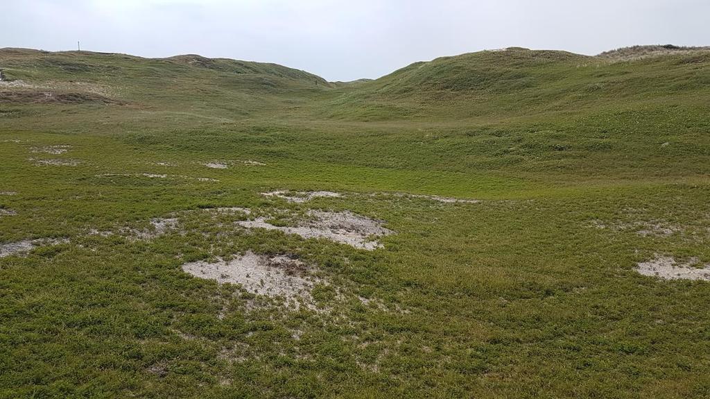 kudde, elke dag op een ander terreindeel), maar alleen op de hellingen en dus niet in de lage delen van de vallei. Daarnaast is pleksgewijs gechopperd in de lage delen (4 ha).