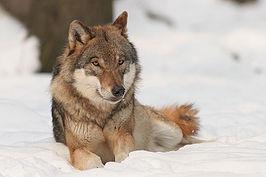 Wolf komt wereldwijd voor. leeft in groepen met een sociale structuur. Huilen om de roedel bij elkaar te houden.