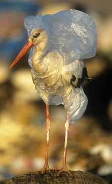 WEGWERPPLASTIC wegwerpvorkjes, -lepels en messen wegwerpborden plastic roerstaafjes wegwerpbekers plastic zakjes plastic flesjes plastic wattenstaafjes plastic rietjes plastic ballonstokjes