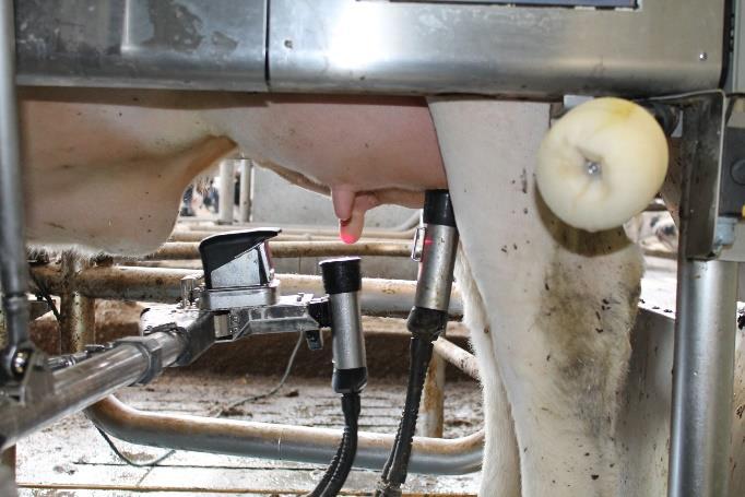 Uiergezondheid op robotbedrijf Overgang naar automatisch melken (tijdelijk): o % Koeien met