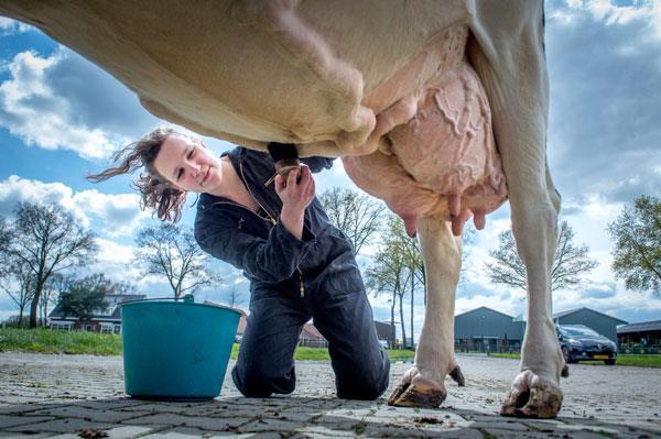 Wat willen veehouders? 1. Efficiëntere veestapel Hogere opbrengsten & lagere kosten Meer melk per kg voer Meer melk per FTE Meer melk per ha 2.