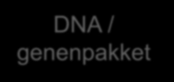 genetische aanleg DNA / genenpakket