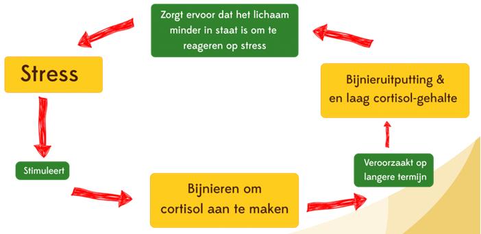 2018 Prevalentie bij oudere psychiatrische patiënten? Verband met depressie? ¹ McEwen 1998 ² McEwen and Stellar 1993 ³ Heim e.a. 1999, Johar e.a. 2014 Onderzoeksopzet Alle aangemelde patienten 60 jaar bij de ambulante teams Gedurende minstens 1 jaar Ca.