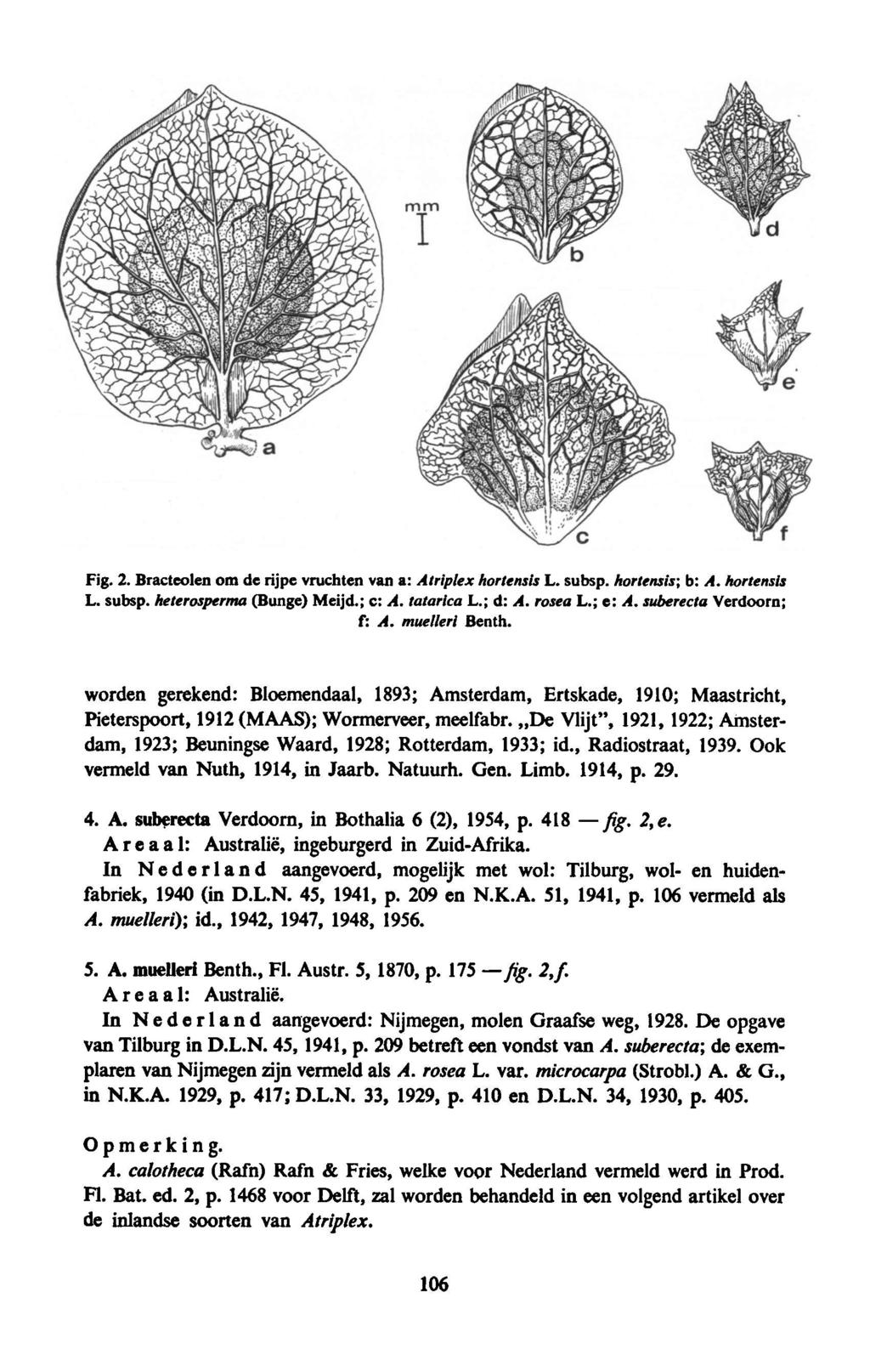 Fig 2 Bracteolen om de rijpe vruchten van a: Atriplex hortensis L subsp hortensis; b: A hortensis L c: subsp heterosperma(bunge) Meijd; A tatarica L; d: A rosea L; A e: suberecta Verdoorn; f: A