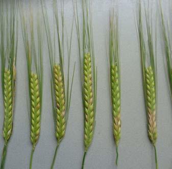 Aarfusarium gerst Fusarium-soorten Fusarium culmorum Fusarium graminearum (Gibberella