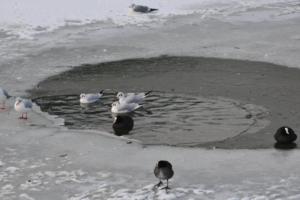 10. IJsweetjes Een wak Soms zit er een open stuk in het ijs. Je ziet het water. Zo n stuk noem je een wak. In de winter kunnen watervogels in een wak toch nog zwemmen.