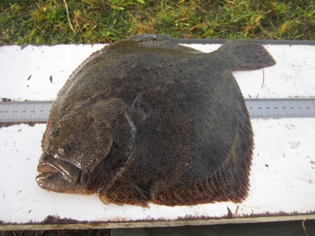 Detailgegevens tarbot In totaal zijn 79 tarbotten gevangen in de hokfuik en schietfuiken. Het totale gewicht was 52,3kg.