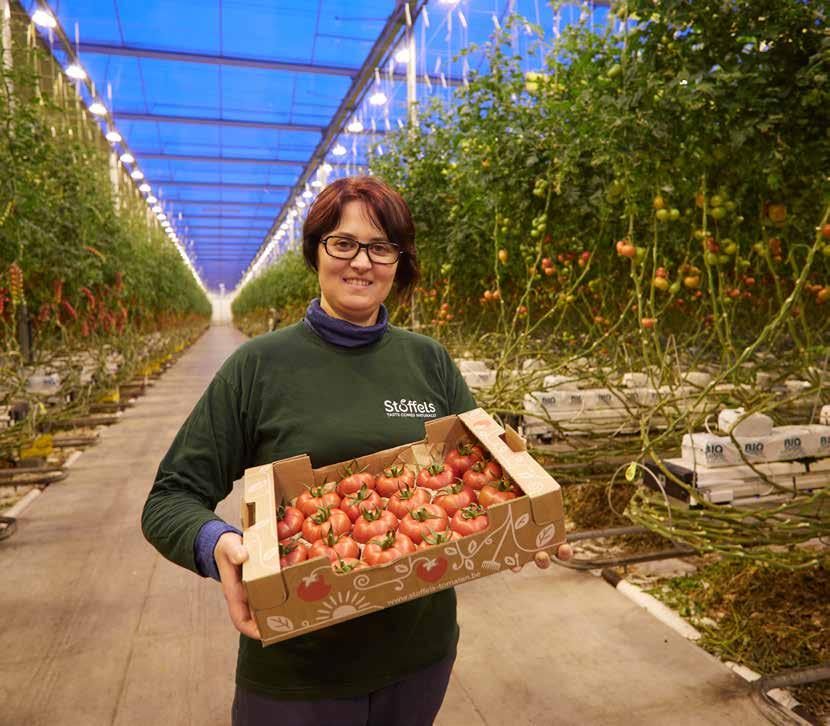 GreenPower Xtra 1000W bij Stoffels Tomaten Onder 30 hectare glas in het buitengebied bij het Belgische Rijkevorsel kweekt Stoffels Tomaten sinds 1995 mooie producten.
