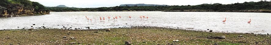 Página 12 ORGUYO DI BONEIRU E aña aki e organisashon mundial di World Wetland Day ta para ketu na e balor turístiko di